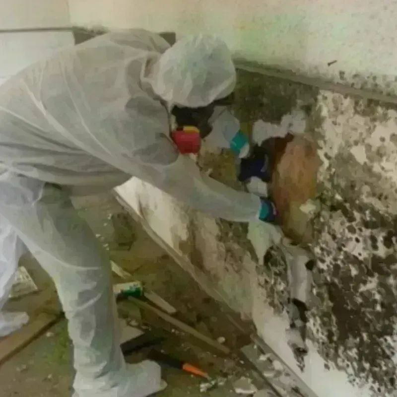 Mold Remediation and Removal in Summers County, WV